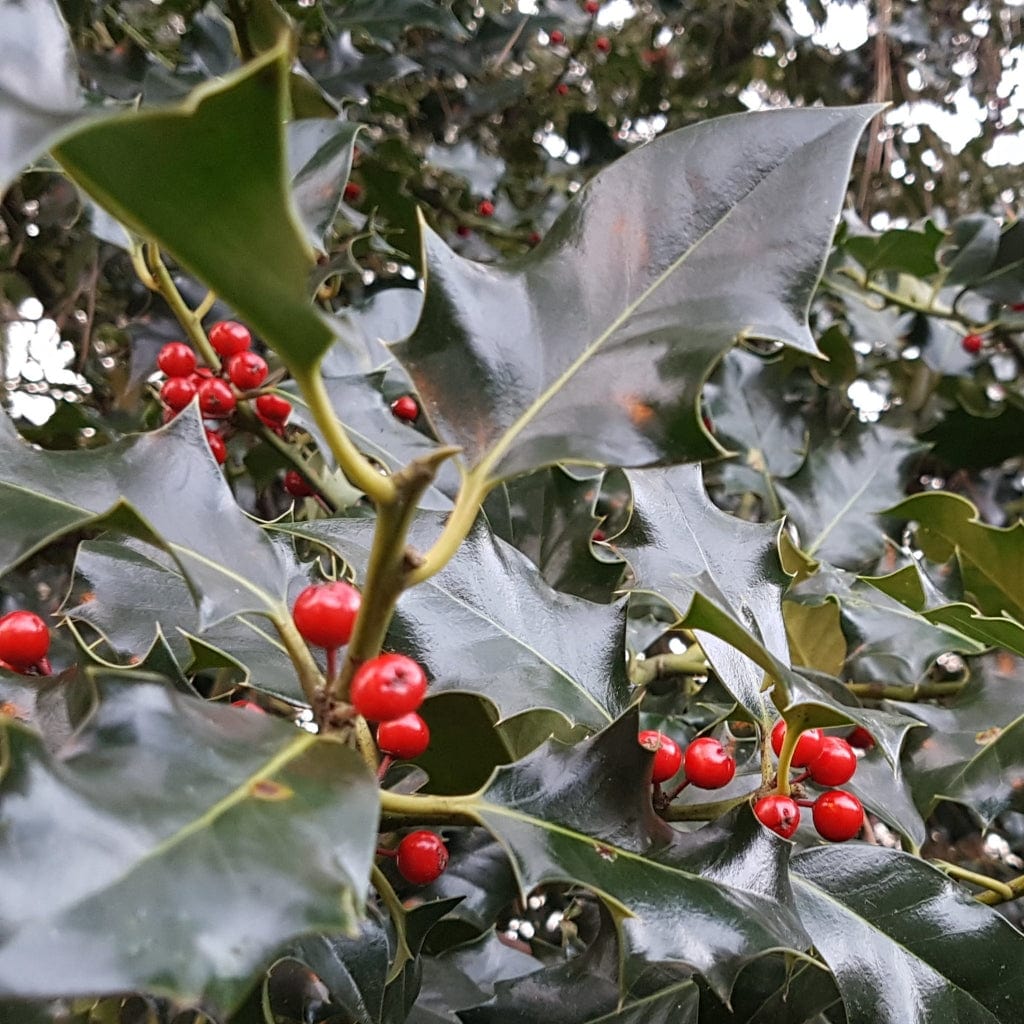 Ilex aquifolium