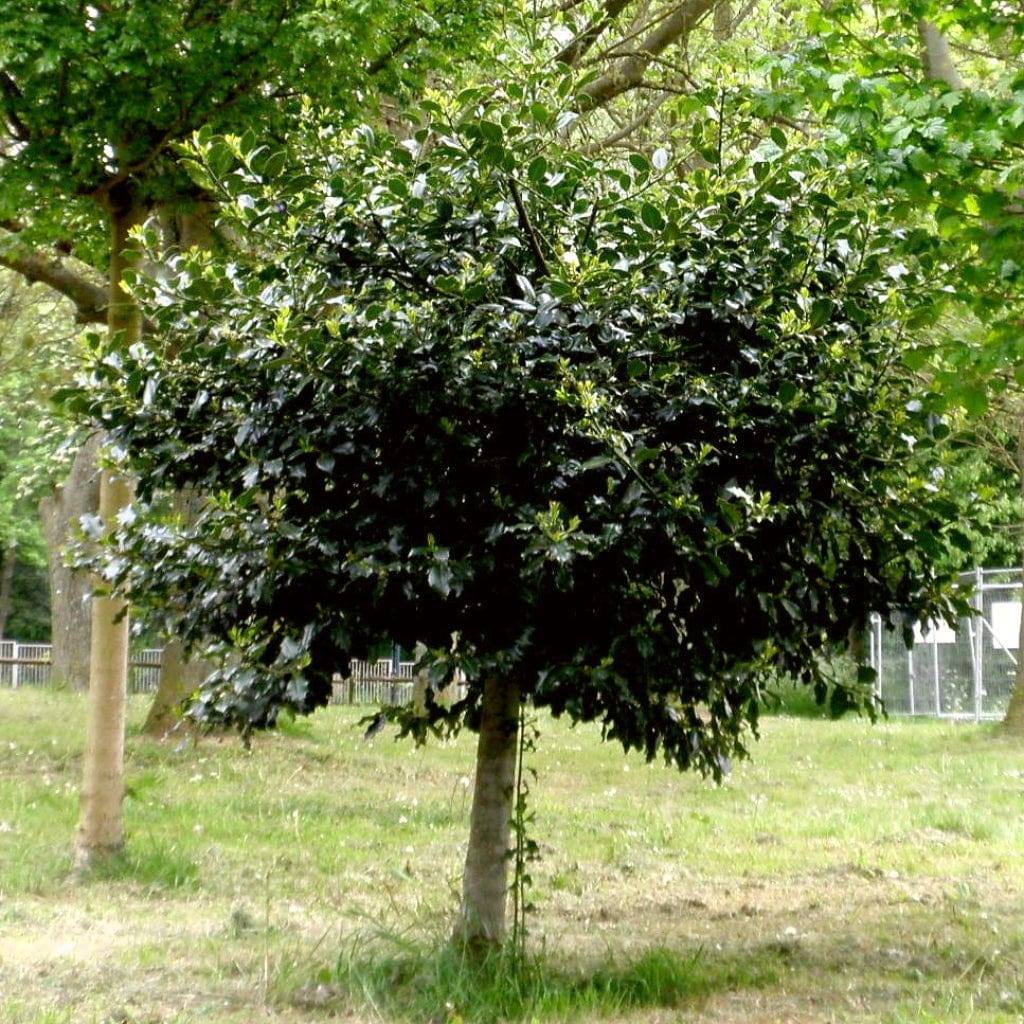 Ilex aquifolium