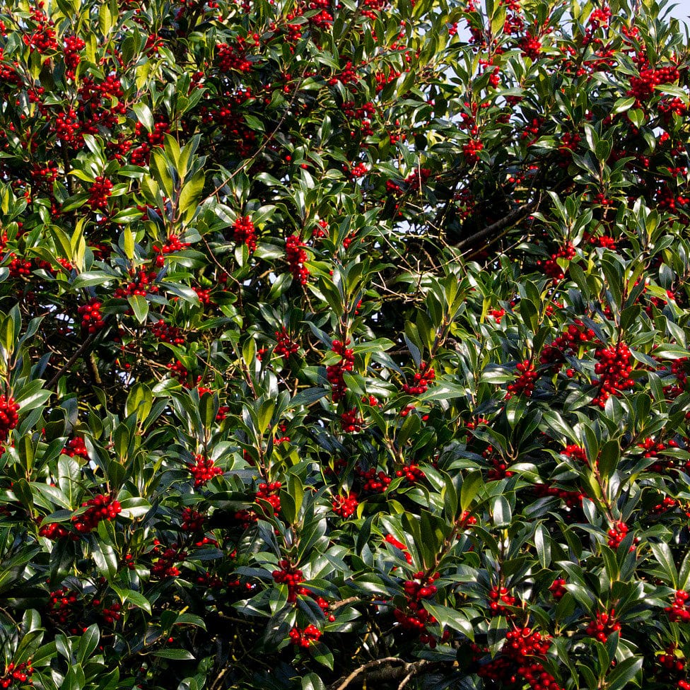 Ilex aquifolium