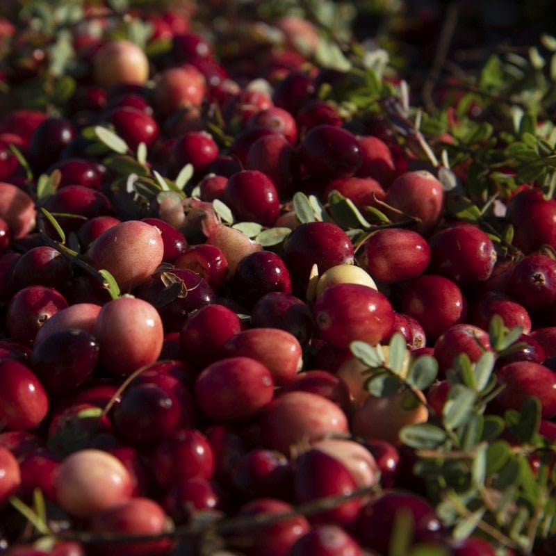 Cranberry Plant
