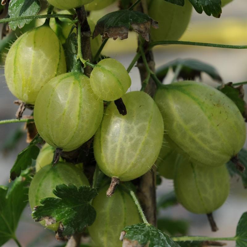 'Invicta' Gooseberry Bush