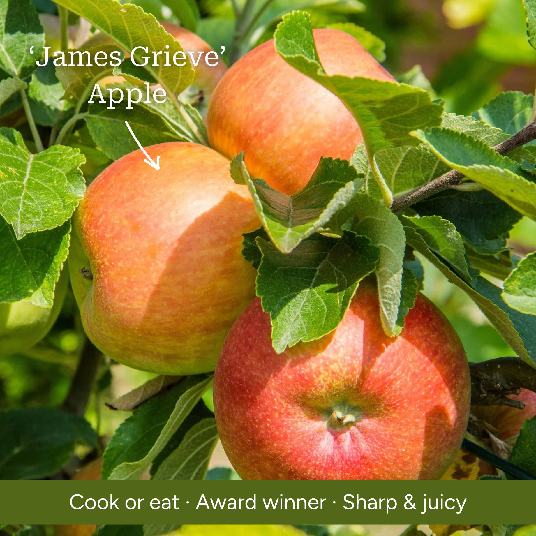 Apple, Pear & Plum
