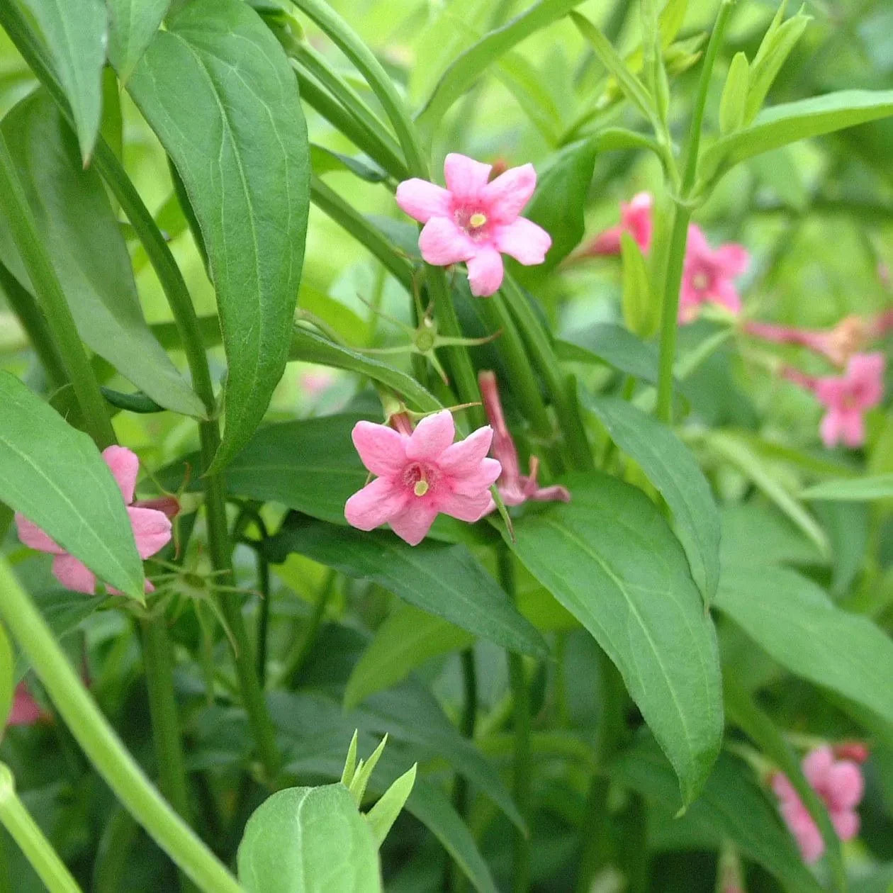 Jasminum beesianum