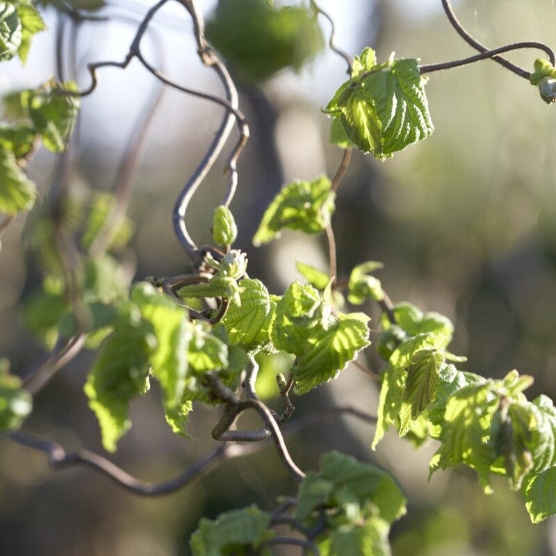 Corylus avellana 'Contorta'