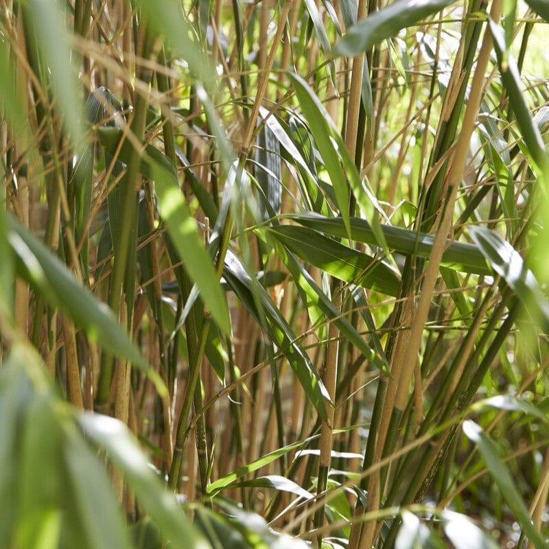 Pseudosasa japonica