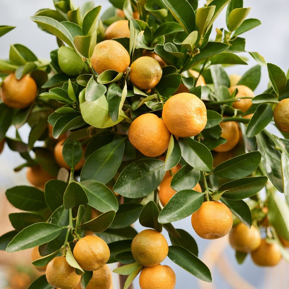 Citrus calamondin