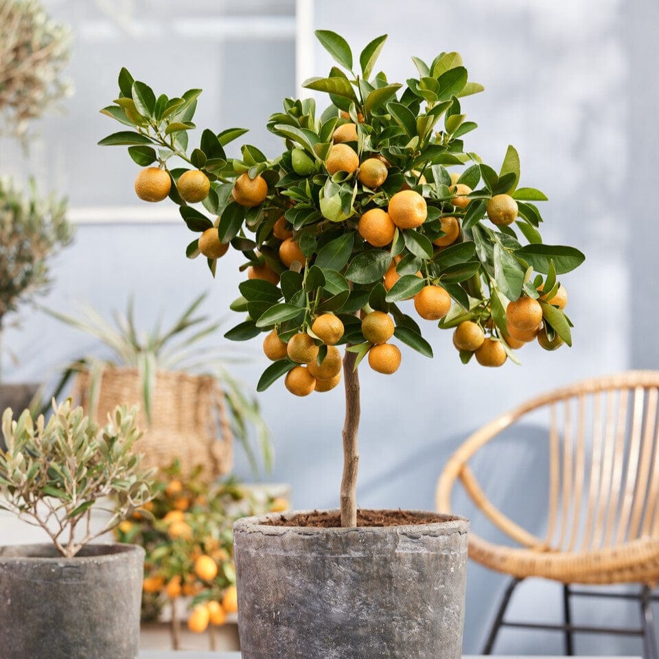 Citrus calamondin