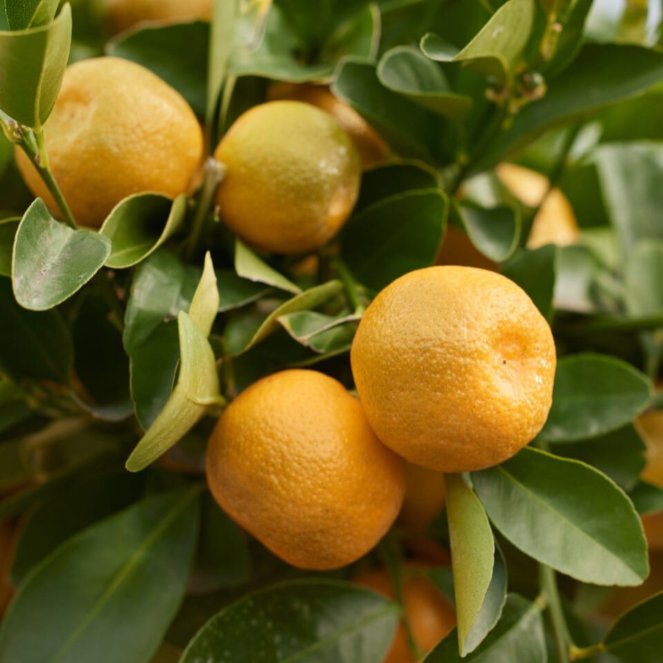 Citrus calamondin