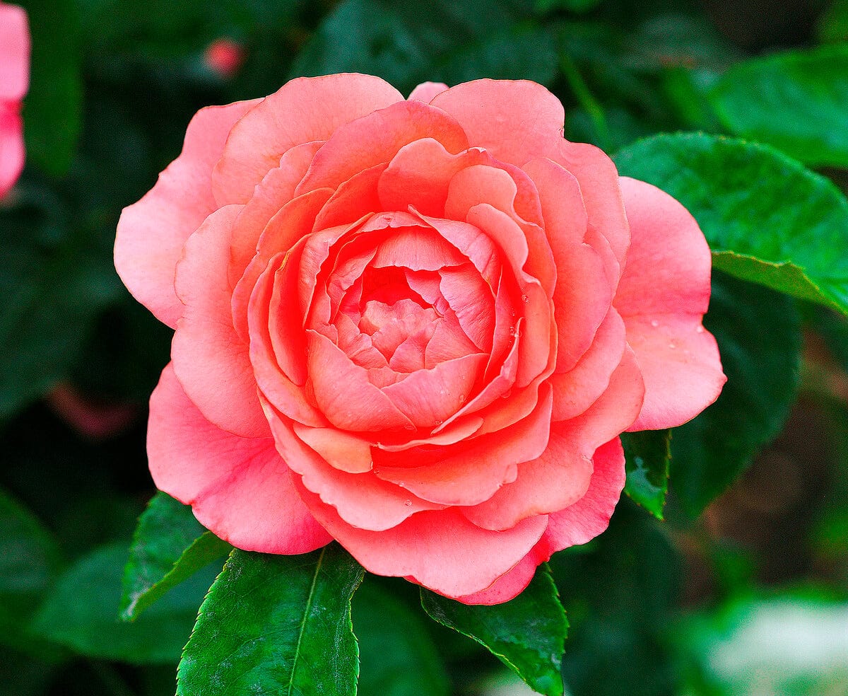'Castle Avila' Patio Shrub Rose