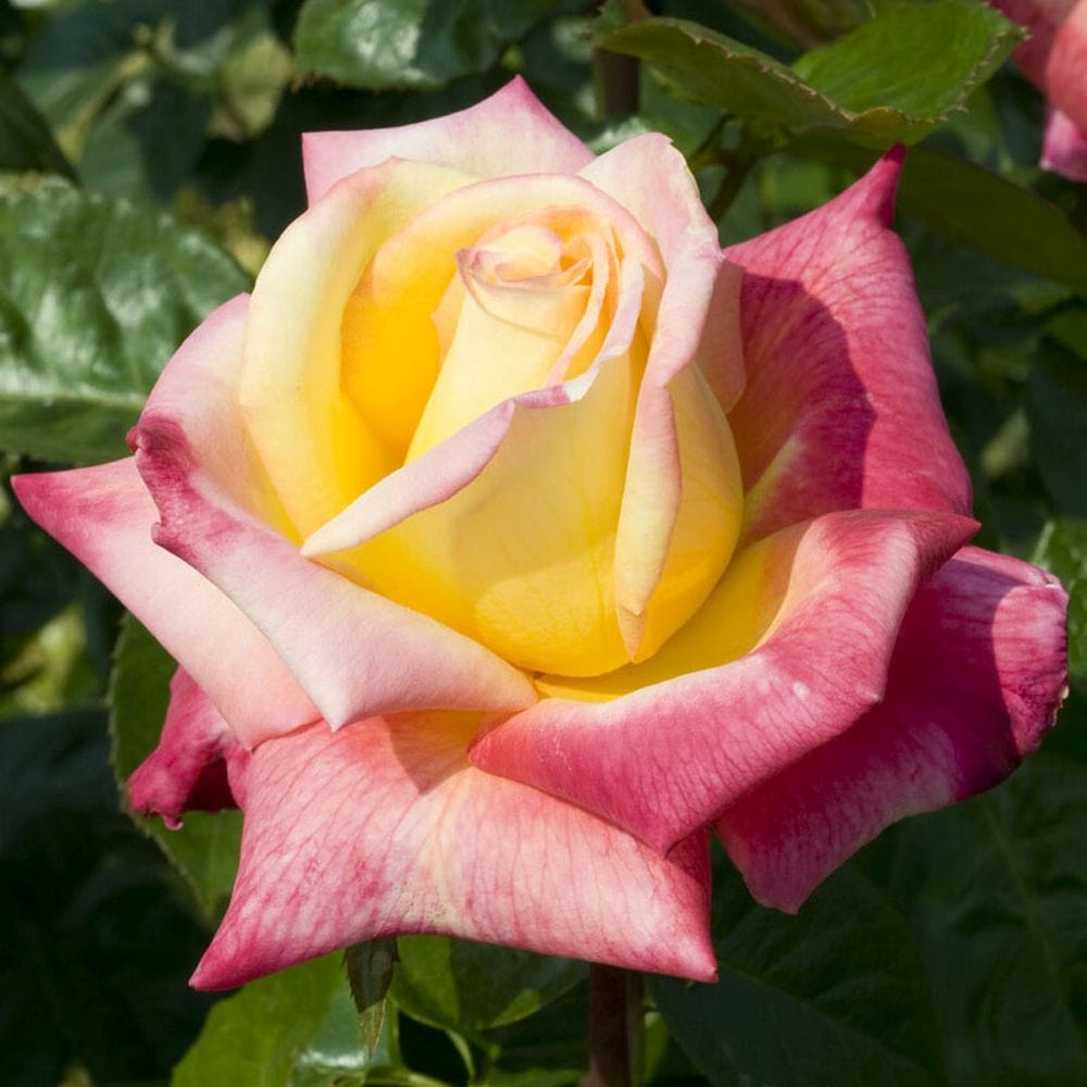'Love and Peace' Hybrid Tea Rose