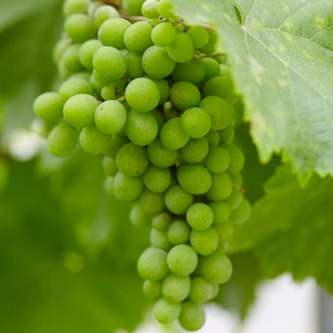 'Lakemont' Seedless Outdoor Grape Vine