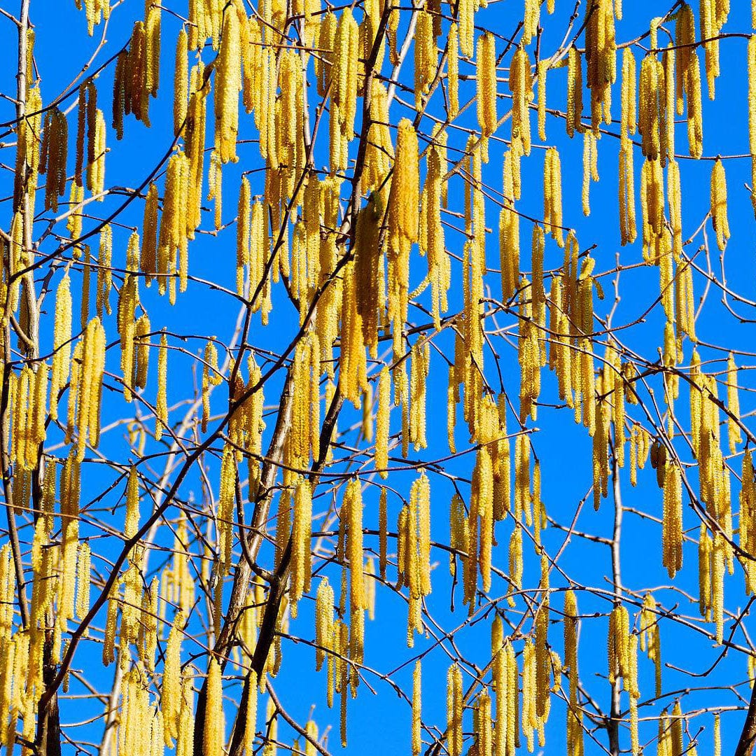 Corylus avellana