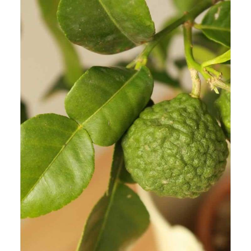 Large Makrut or Kafir Lime Tree - Hortibliss