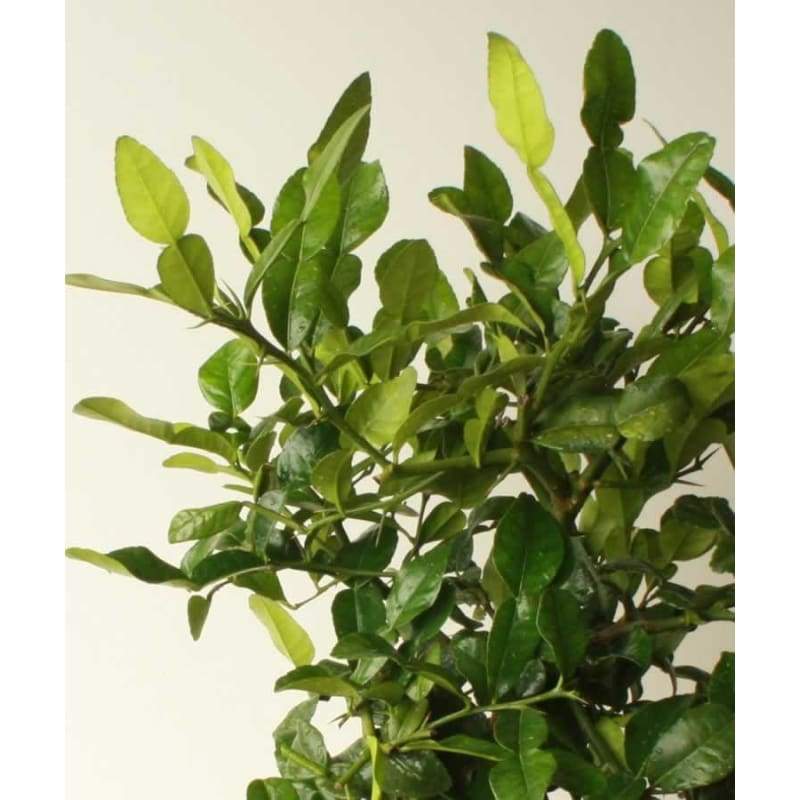 Large Makrut or Kafir Lime Tree - Hortibliss