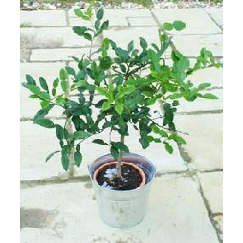 Large Makrut or Kafir Lime Tree - Hortibliss