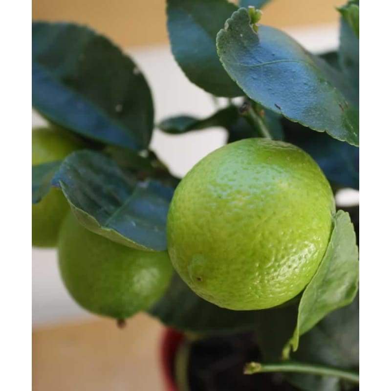 Large Lime Tree - Hortibliss