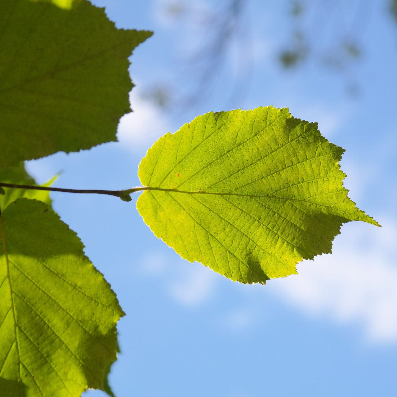 Corylus avellana
