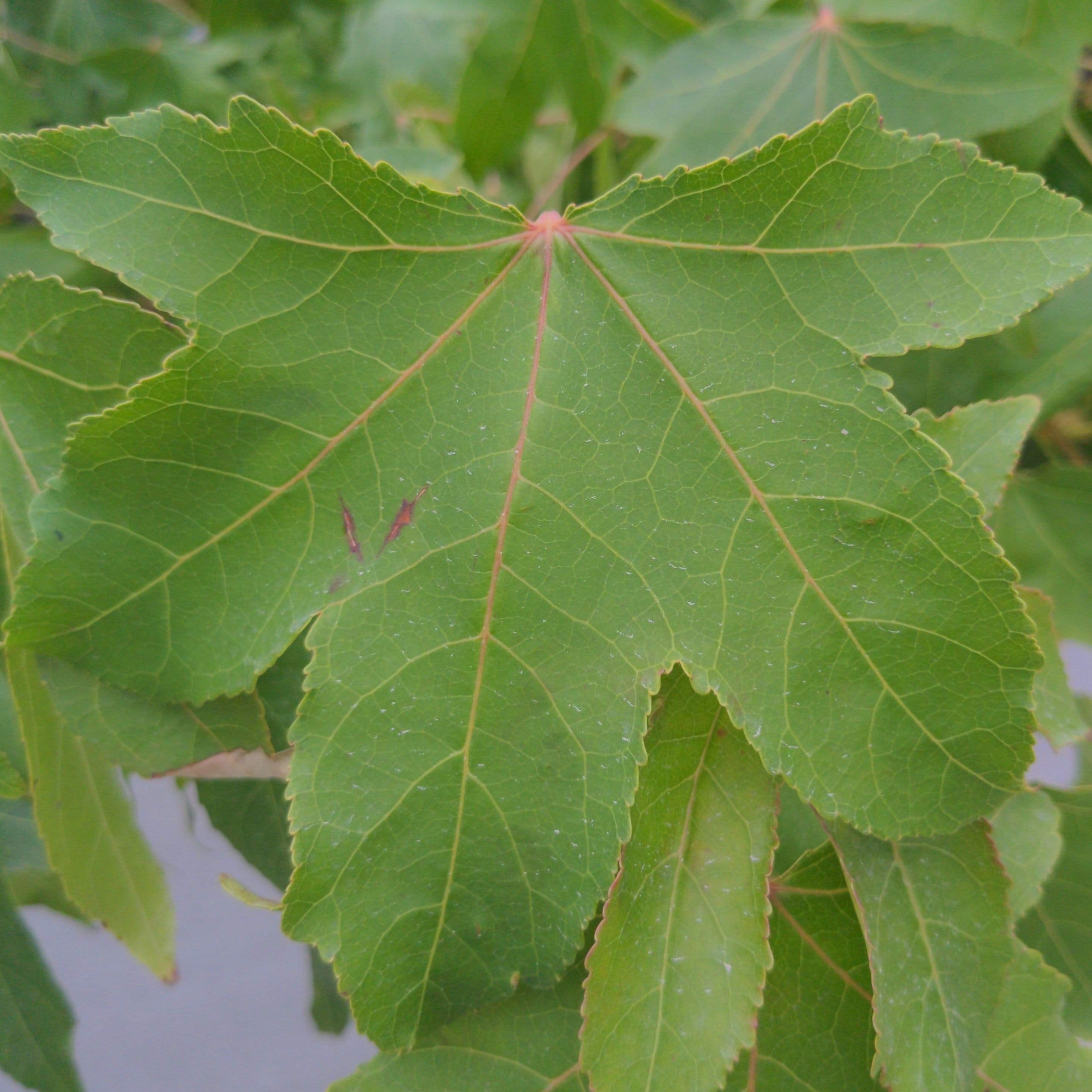 Liquidambar styraciflua