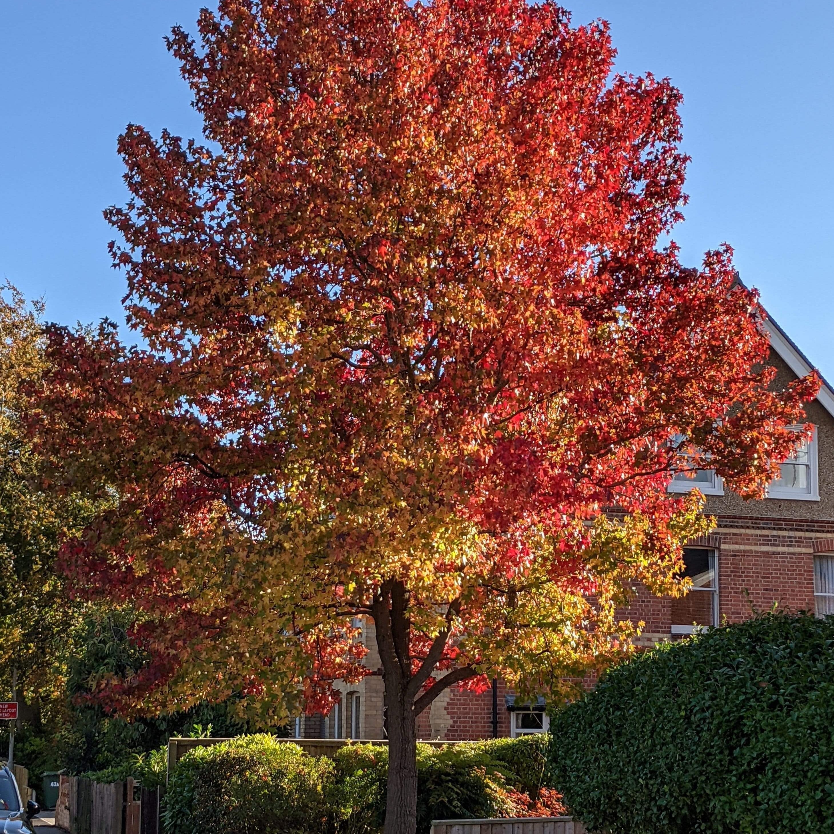 Liquidambar styraciflua