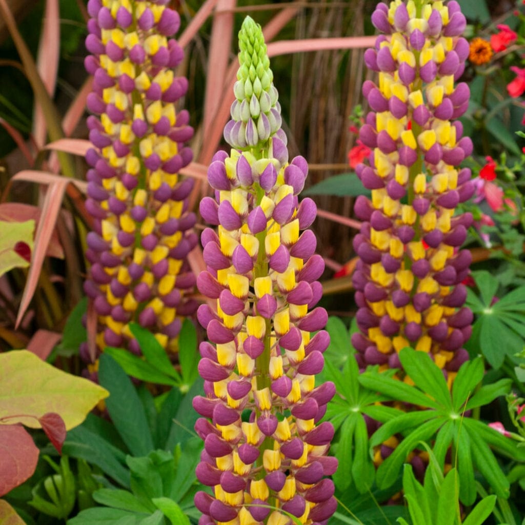 Lupin West Country 'Manhattan Lights'