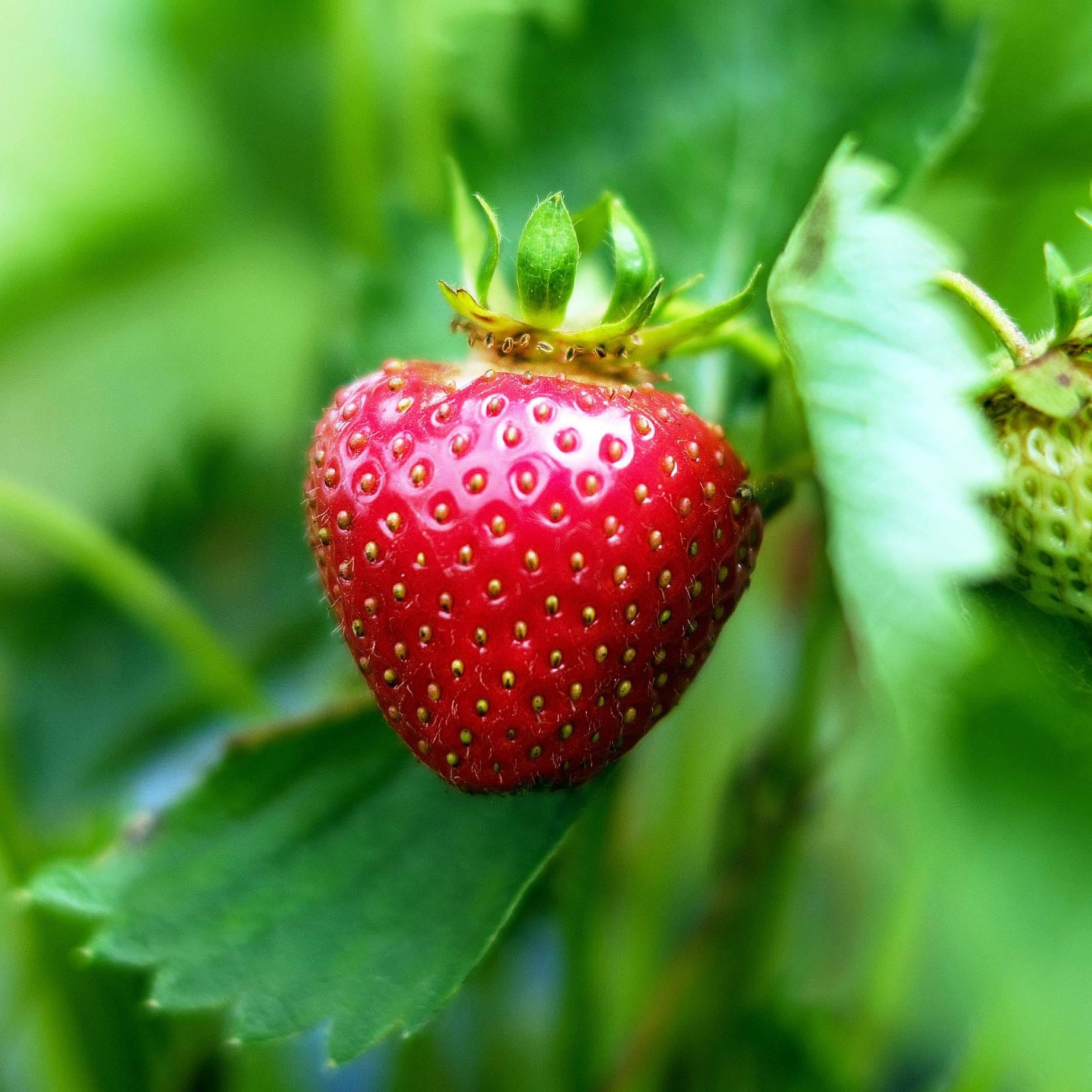 'Mara Des Bois' Strawberry Plants