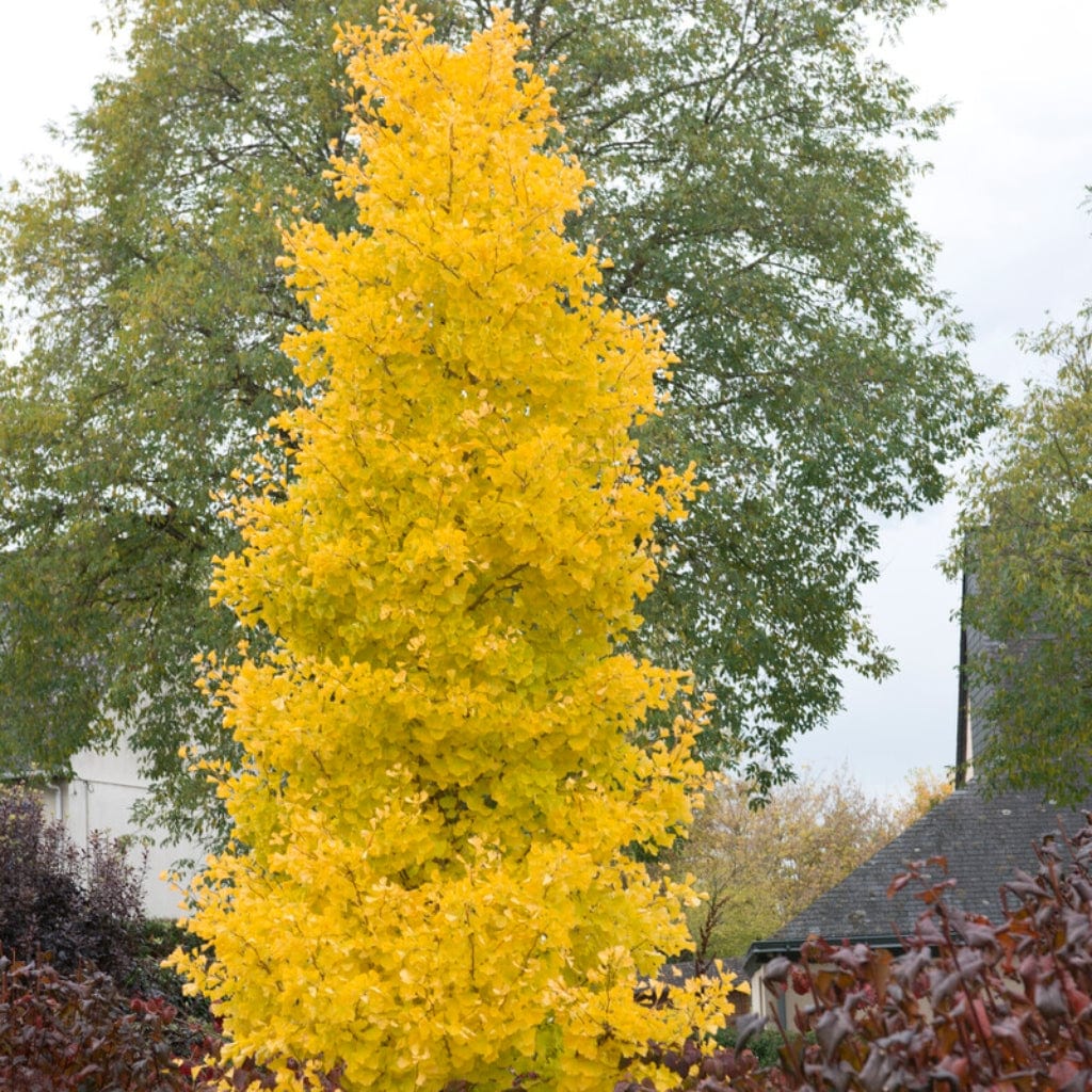 Ginkgo biloba 'Menhir'