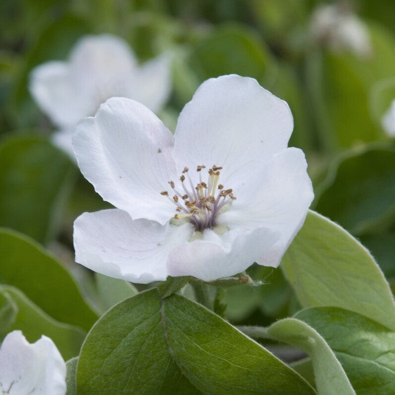 'Vranja' Quince Tree