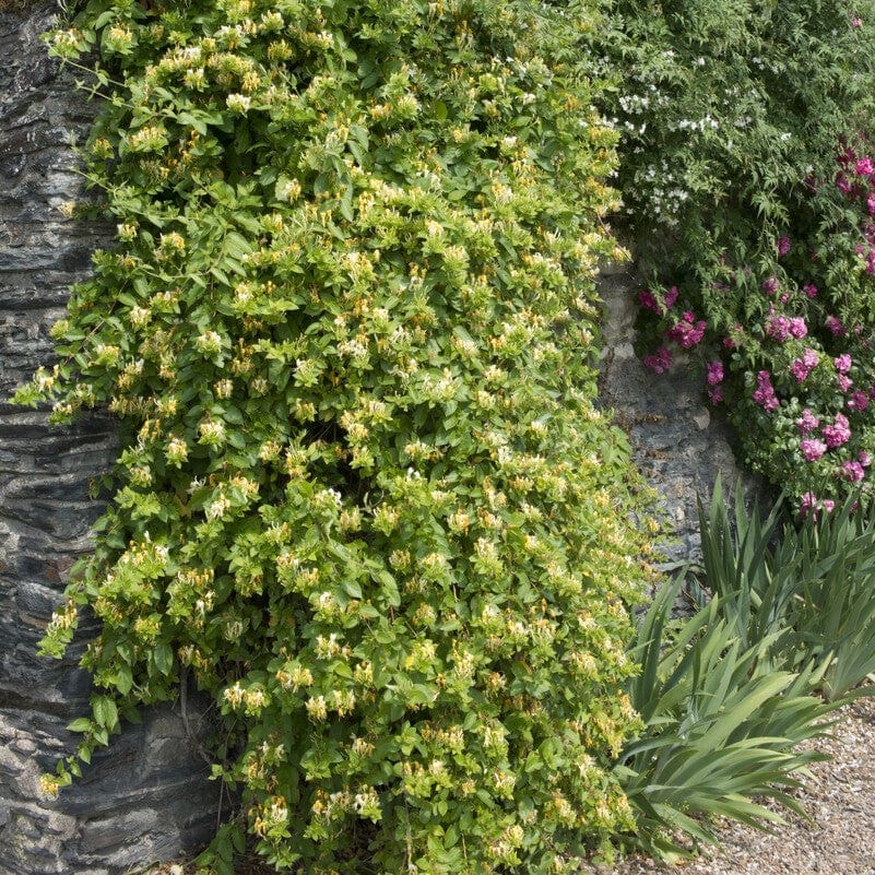 Lonicera japonica 'Halliana'