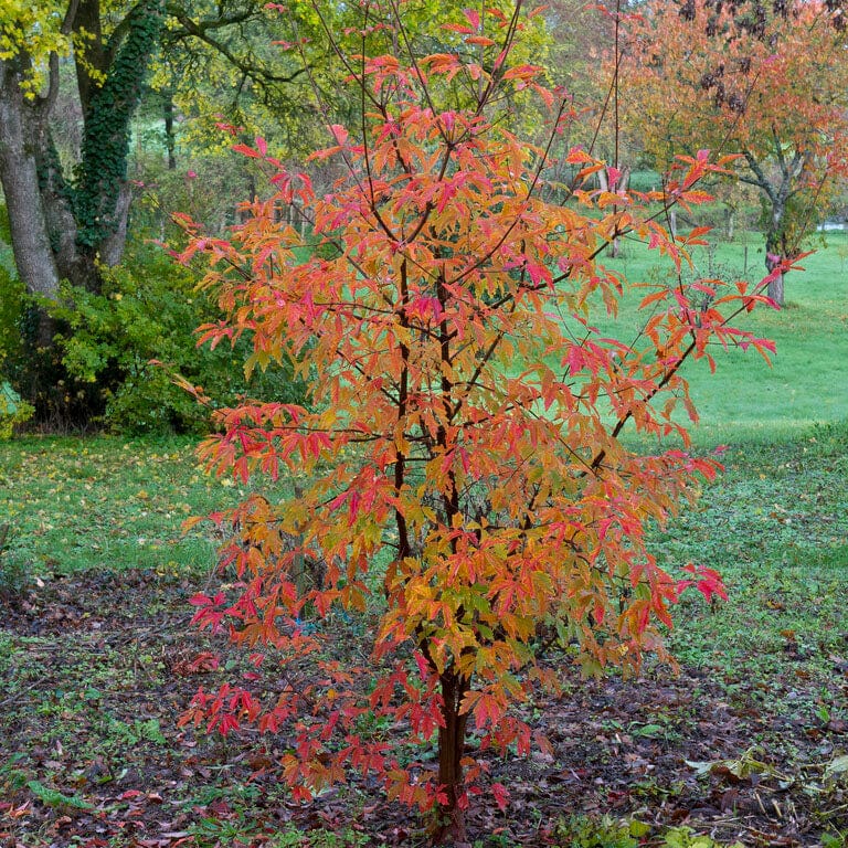 Acer griseum