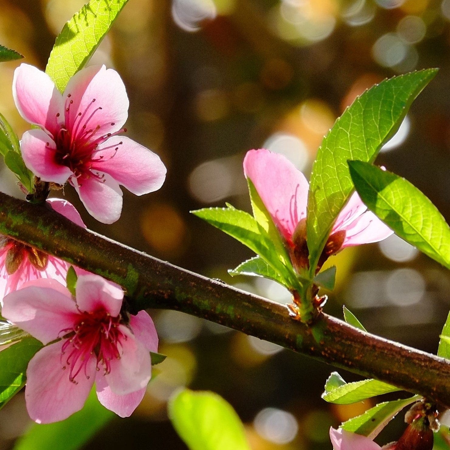 'Flat' Nectarine Tree