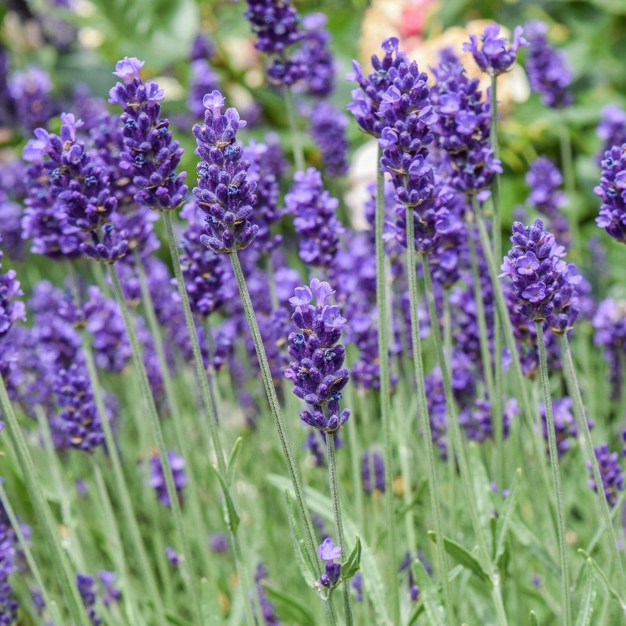 Lavandula angustifolia