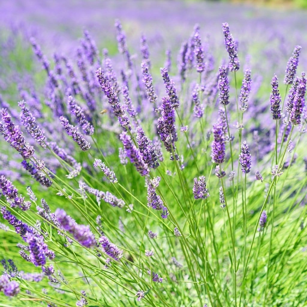 Lavandula angustifolia