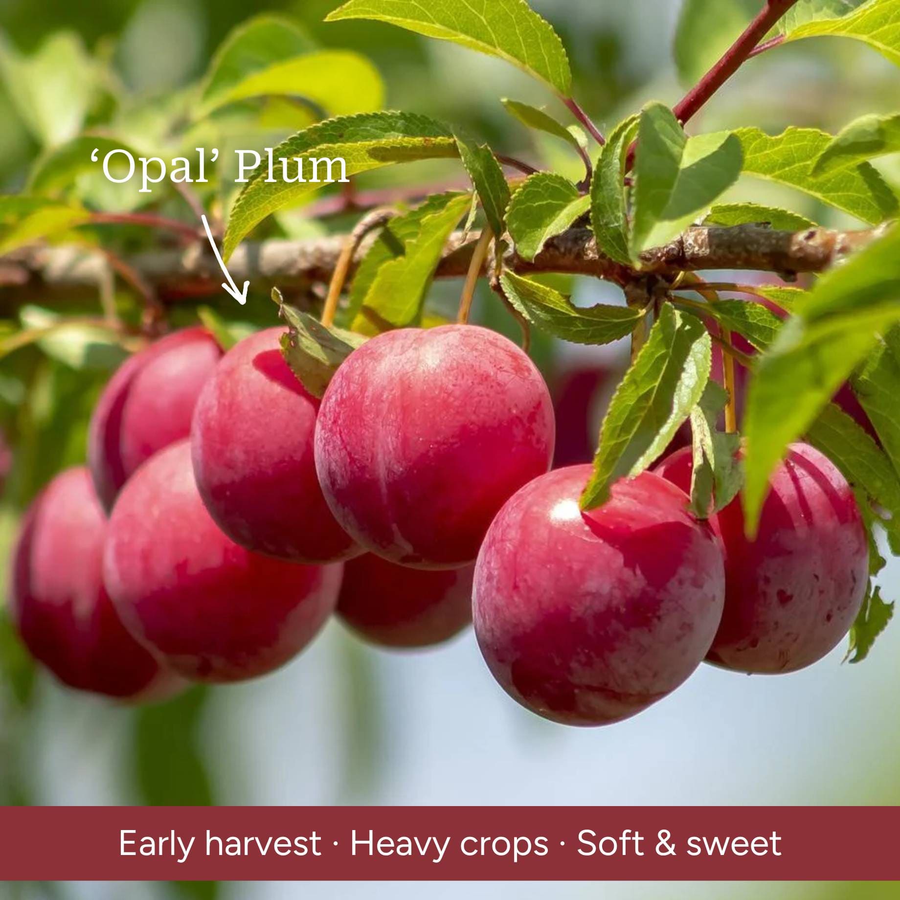 Apple, Pear & Plum