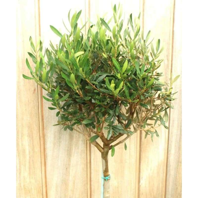 Pair of Large Olive Trees - Hortibliss