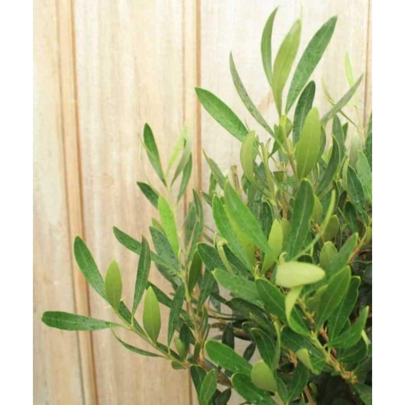 Pair of Large Olive Trees - Hortibliss