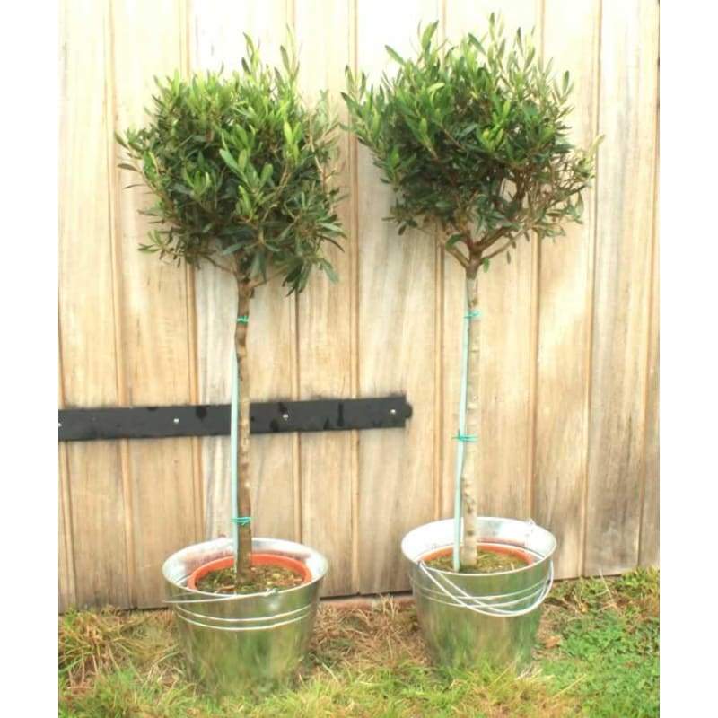 Pair of Large Olive Trees - Hortibliss