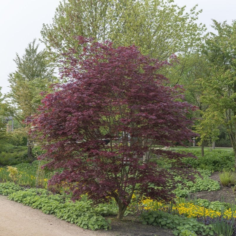 Acer palmatum 'Trompenburg'