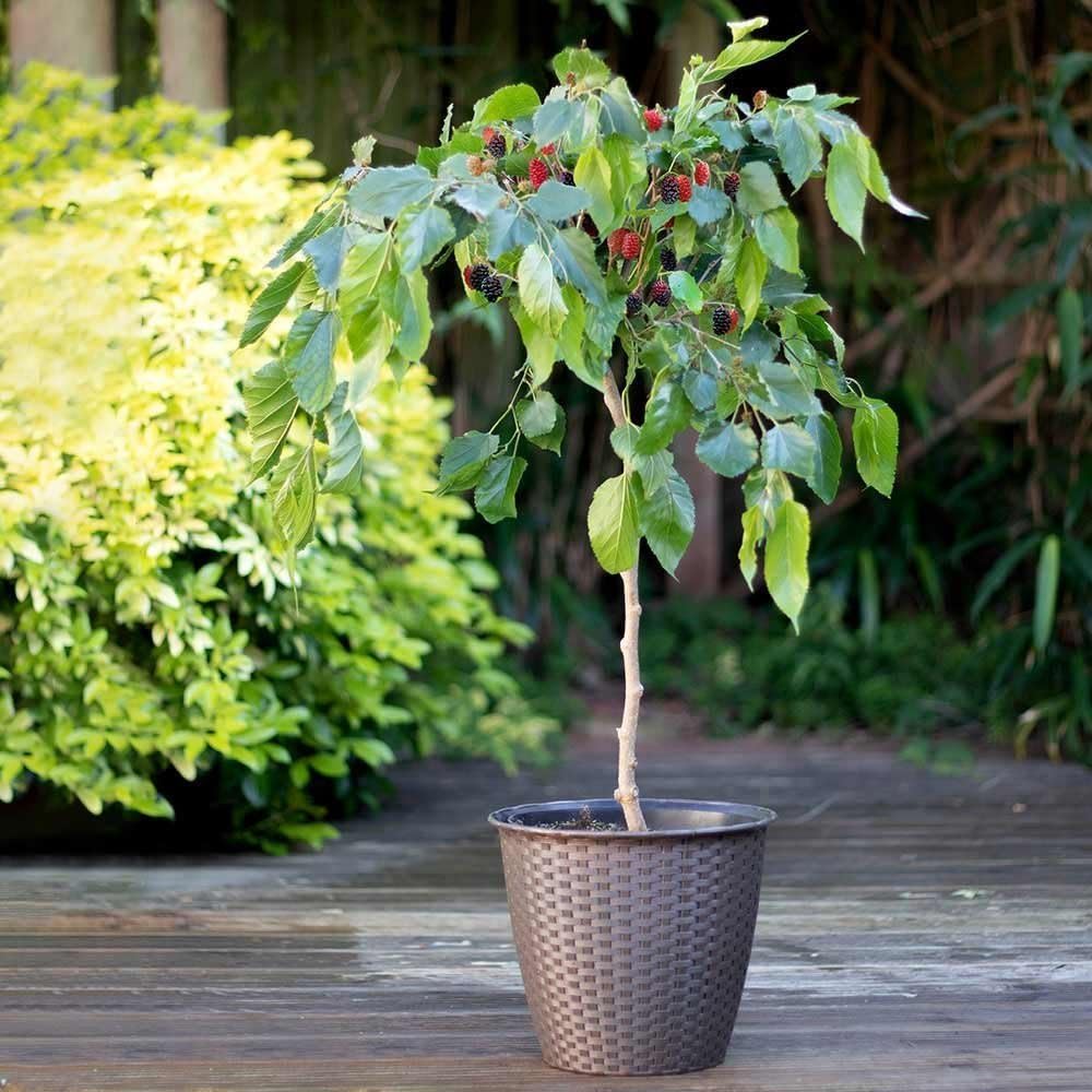 Morus rotundiloba 'Mojo Berry'