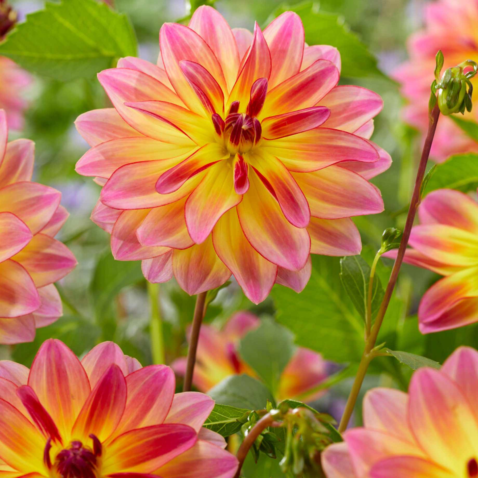 Dahlia 'Pacific Ocean'