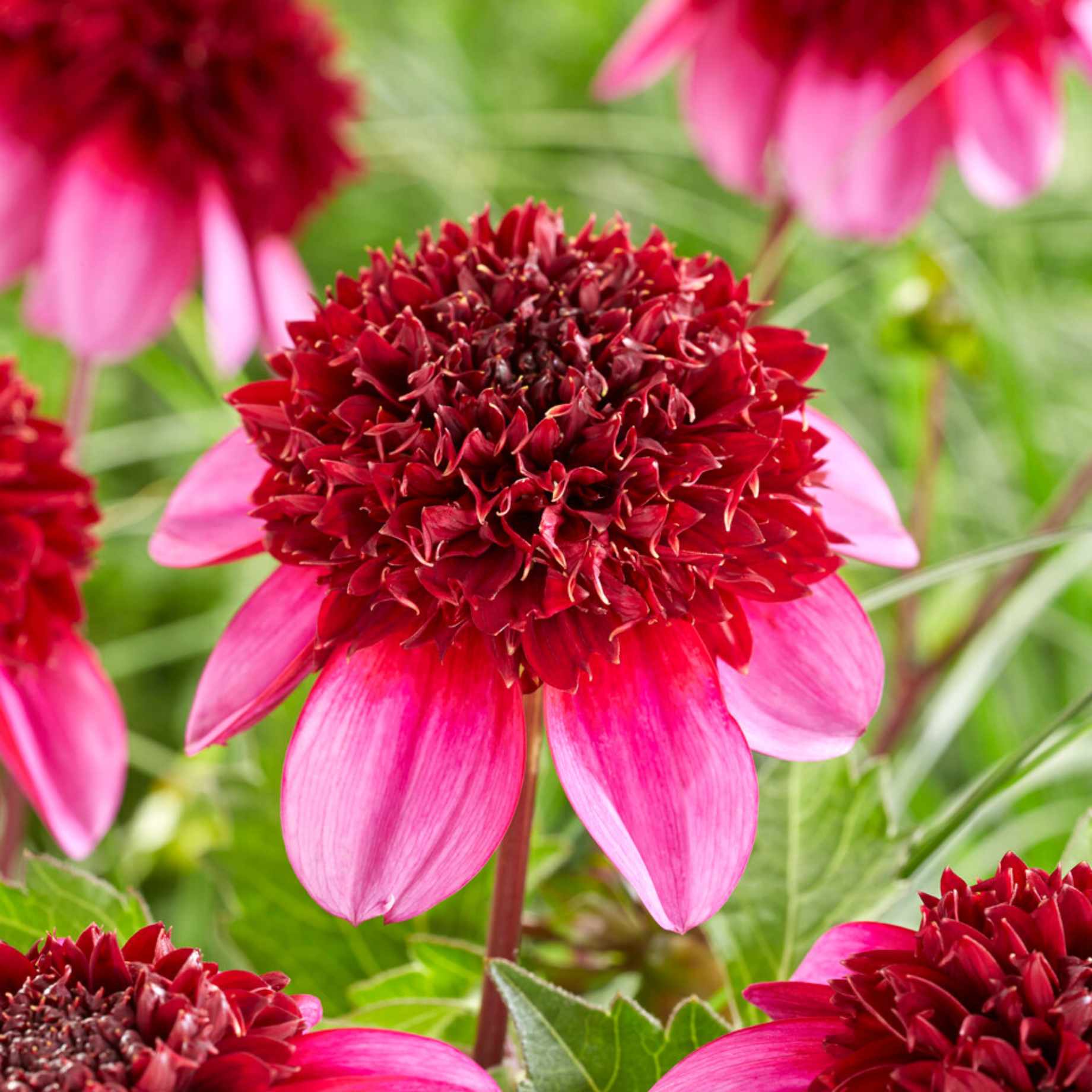 Dahlia 'Poodle Skirt'