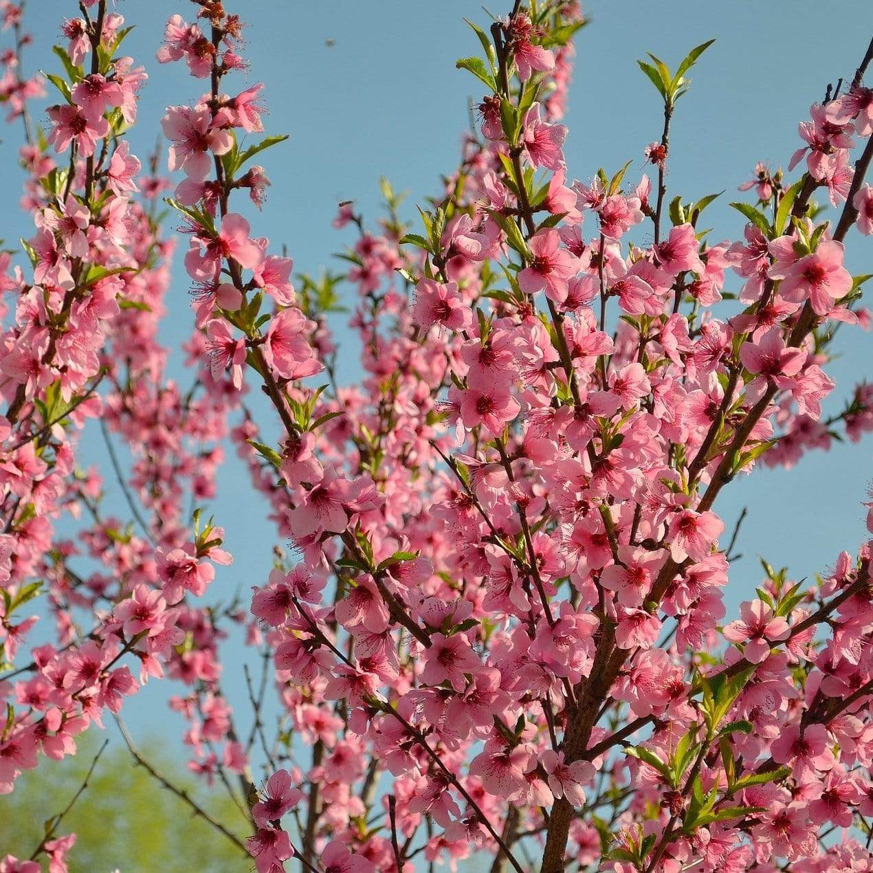 'Red Haven' Peach Tree