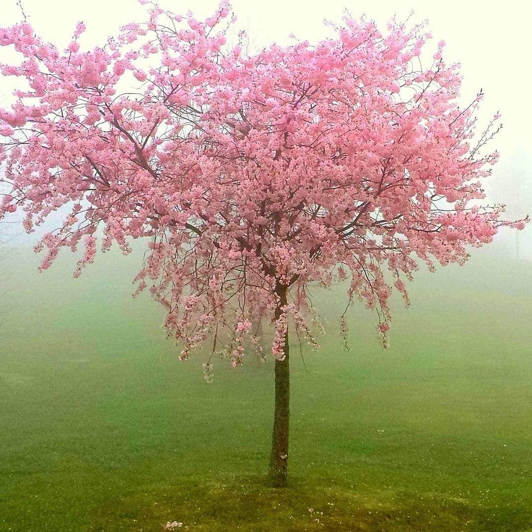 'Red Haven' Peach Tree