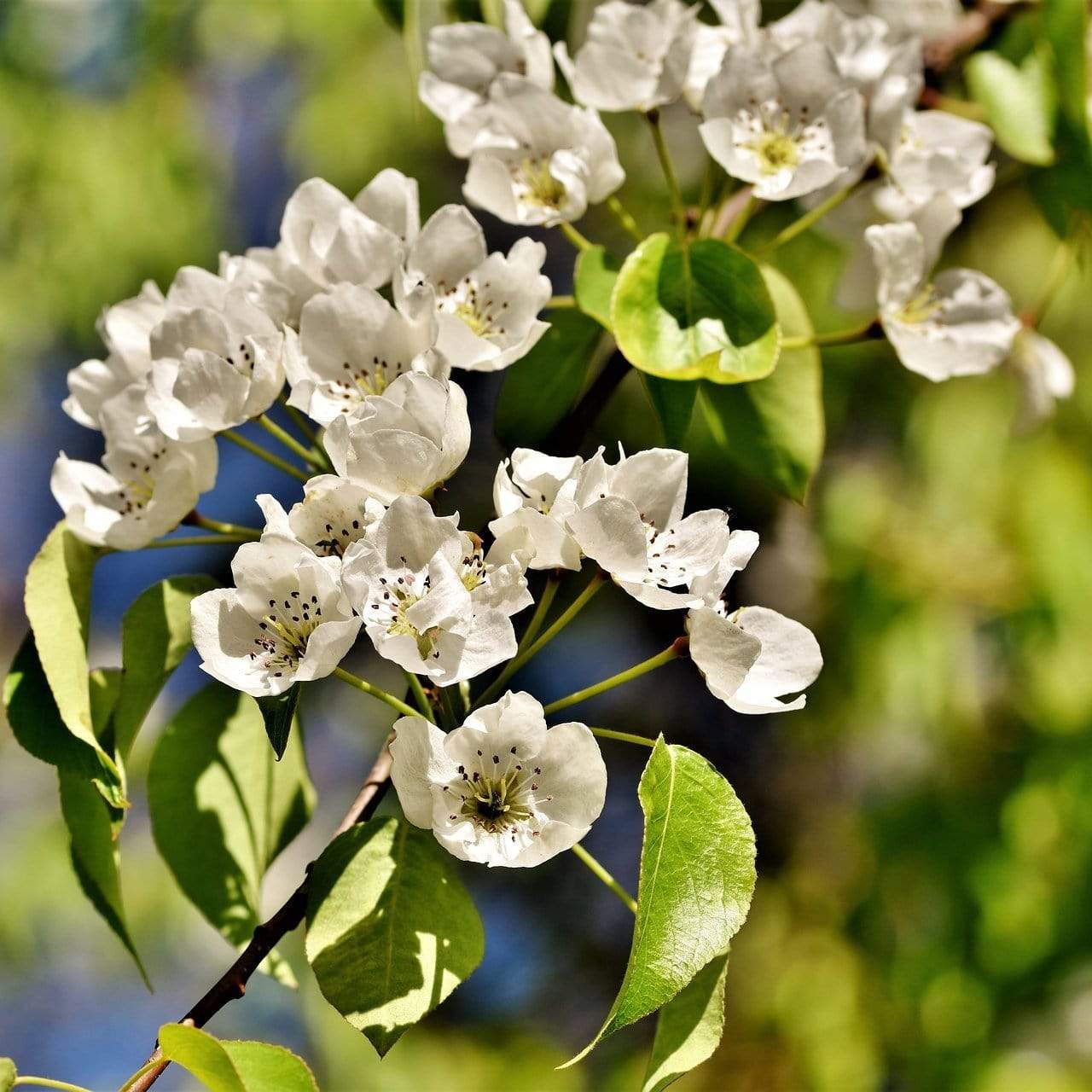 'Green Williams' Pear Tree