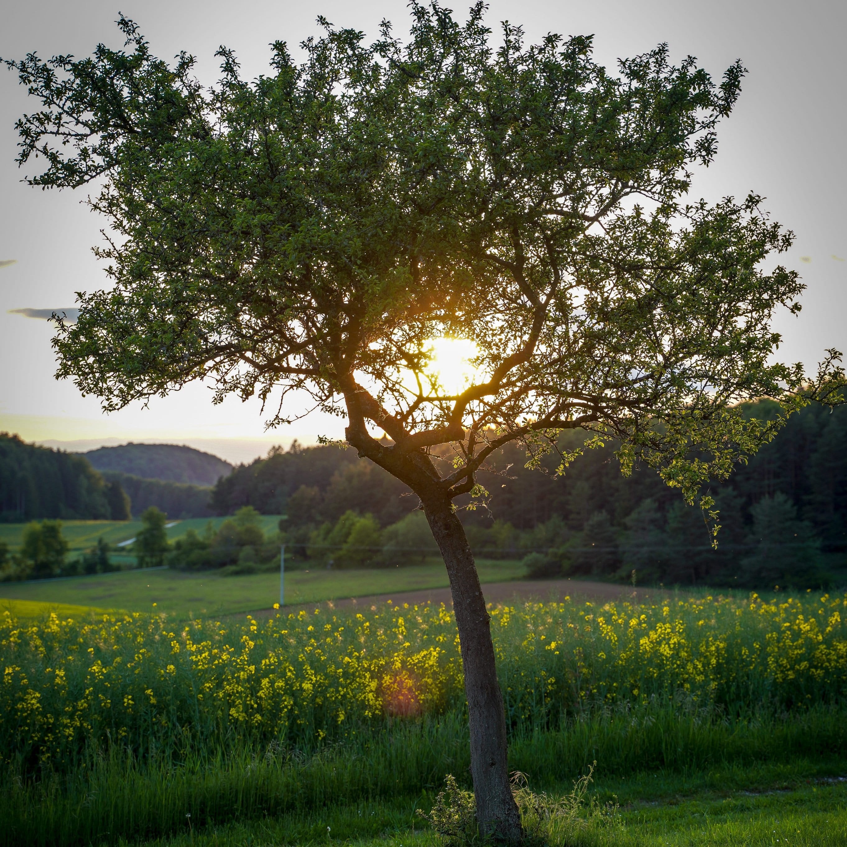 'Green Williams' Pear Tree