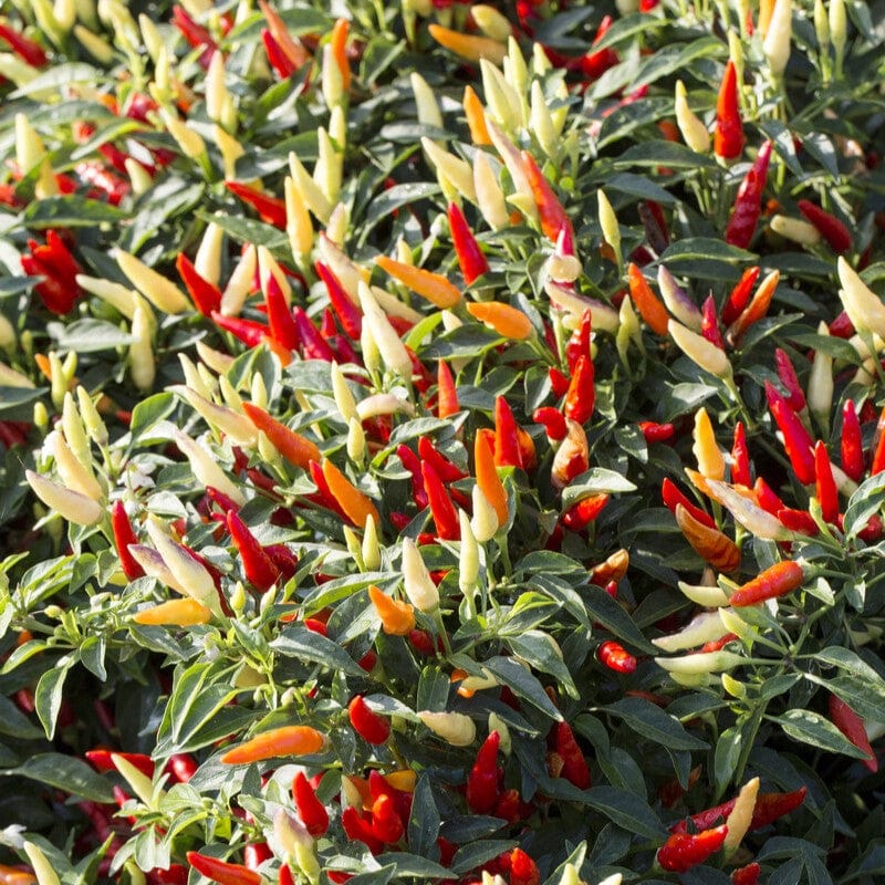 'Basket of Fire' Chilli Pepper Plant
