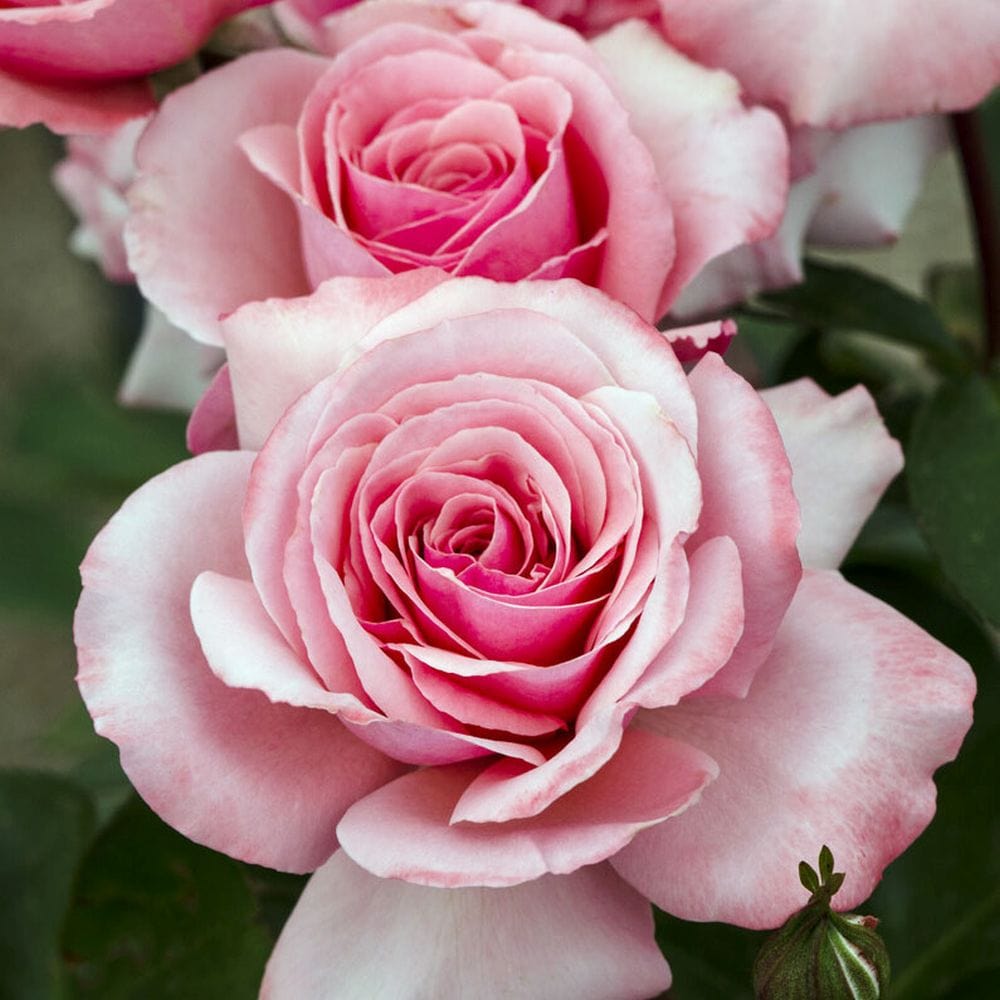 'Sexy Rexy' Floribunda Rose