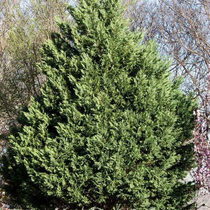 Cupressocyparis leylandii 'Haggerston Grey'