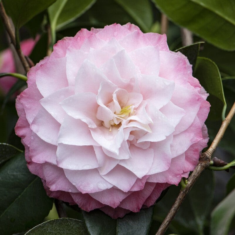 Camellia japonica 'Nuccio's Pearl'