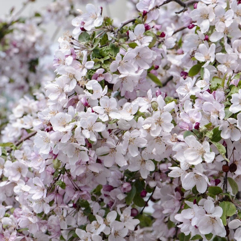'Pink Glow' Crabapple Tree