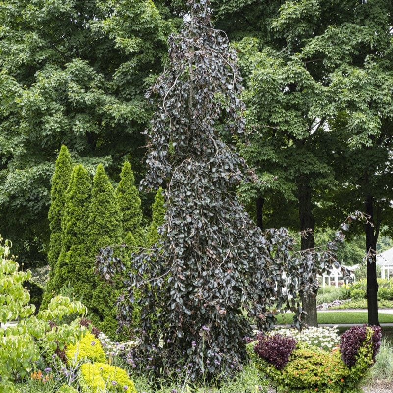Fagus sylvatica 'Purple Fountain'